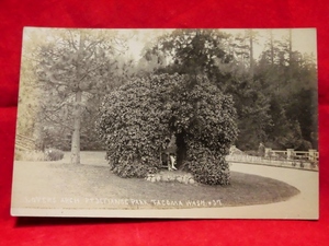 3113/戦前 絵葉書 タコマ (ワシントン州) 州立公園 自然公園 当時写真 ポストカード