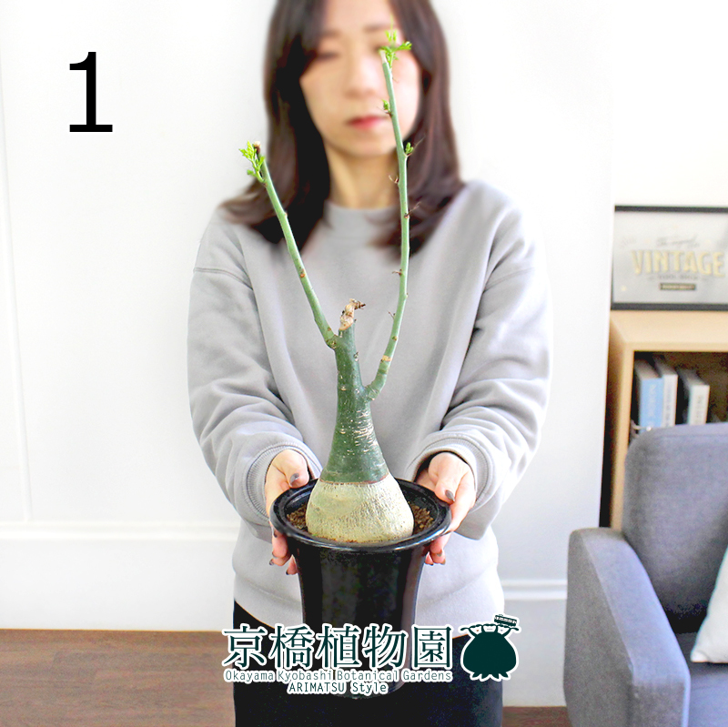 HaruDesign GL-A 6K 植物育成LEDライト www.pefc.com.uy