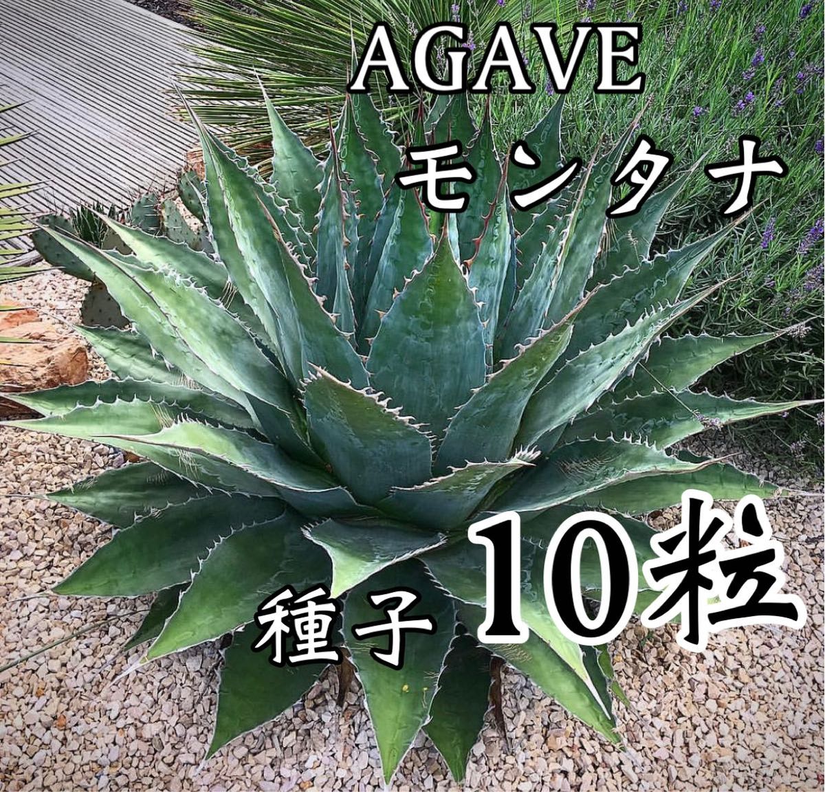 送料無料/新品】 発芽率90%!アガベ オテロイ種子500粒 植物/観葉植物