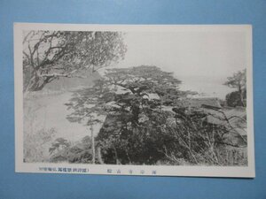 m767長崎県対馬厳原海岸寺古松絵葉書