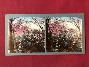 ｍ▼▼　古写真　ステレオ写真　桜　賑わい　花見　立体写真　1枚　風景　萬国実体写真協会　 /I77-25