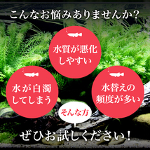 光合成細菌PSB10L培養セット バクテリア めだか らんちゅう 金魚 熱帯魚 グッピーに最適 ミジンコゾウリムシクロレラ培養_画像5