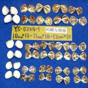 蛤　YS−0204-1　綺麗な模様　30個　江戸前　ハマグリ　貝殻　標本　材料