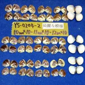 蛤　YS−0204-2　綺麗な模様　30個　江戸前　ハマグリ　貝殻　標本　材料