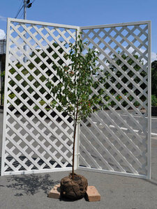 エゴノキ 単木 1.7m 露地 苗木