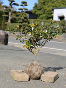 カンツバキ 0.3m 露地 5個 苗