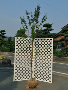 サルスベリ 単木 (花色指定不可) 2.3m 露地 2本 苗木
