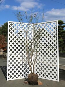 コマユミ 1.7m 露地 苗木