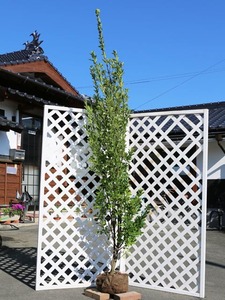 マサキ 2.5m 露地 苗木