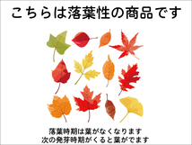 エゴノキ 株立ち 1.5m 露地 2本 苗木_画像6