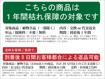 ウラジロガシ 株立ち 2m 露地 2本 苗木_画像8