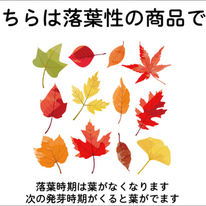 トウカエデ 0.5m 10.5cmポット 苗の画像6