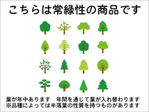 常緑ヤマボウシ 株立ち 2m 露地 苗木_画像6