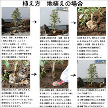 アラカシ 株立ち 1.5m 露地 2本 苗木_画像10