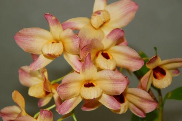 257⭐️開花株 ⭐️極上品セレクト♪♪【Pink Niger】【限定1株未株分