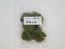 乾燥山苔　小 盆栽 苔玉 復活 テラリウム インテリア 栽培 庭 森 小さい 和風_画像1