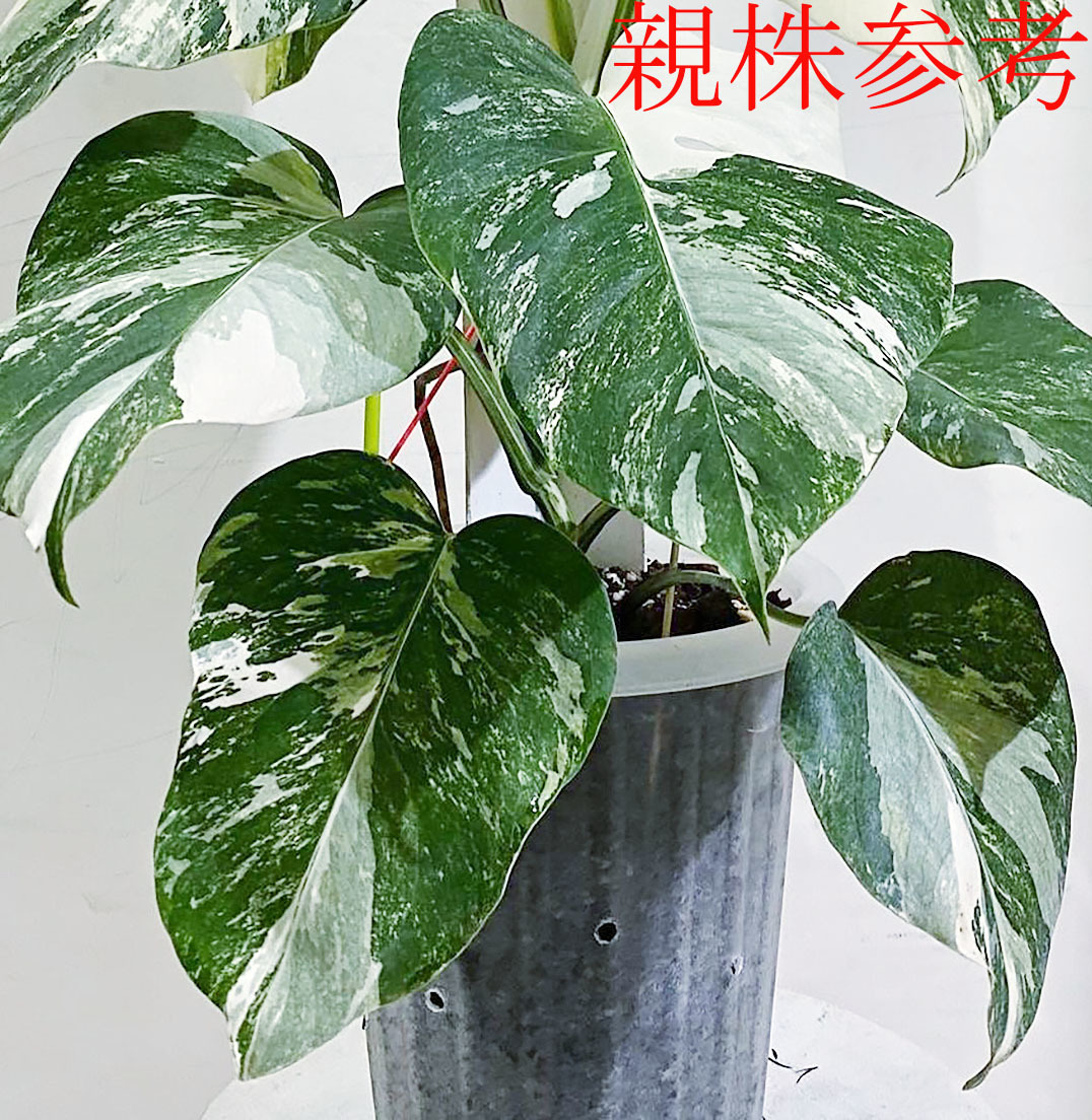 ヤフオク! -「モンステラ ホワイトモンスター」(花、園芸) の落札相場