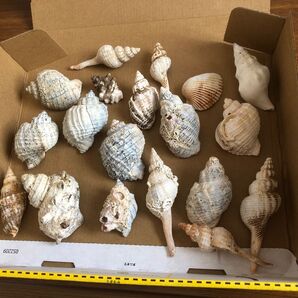 富山県産 貝殻 水槽オブジェ
