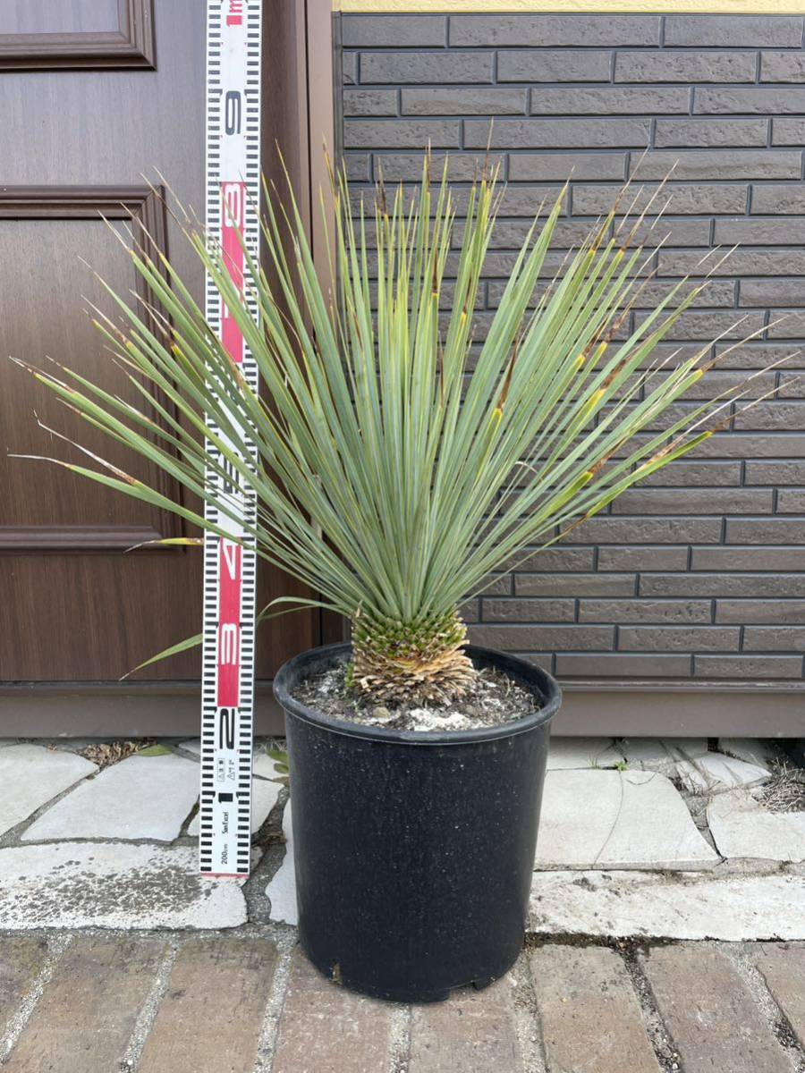 ヤフオク! -「yucca rostrata」(観葉植物) の落札相場・落札価格
