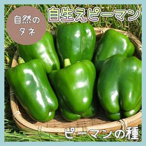 【国内育成・採取】 自生えピーマン 家庭菜園 種 タネ ピーマン 野菜