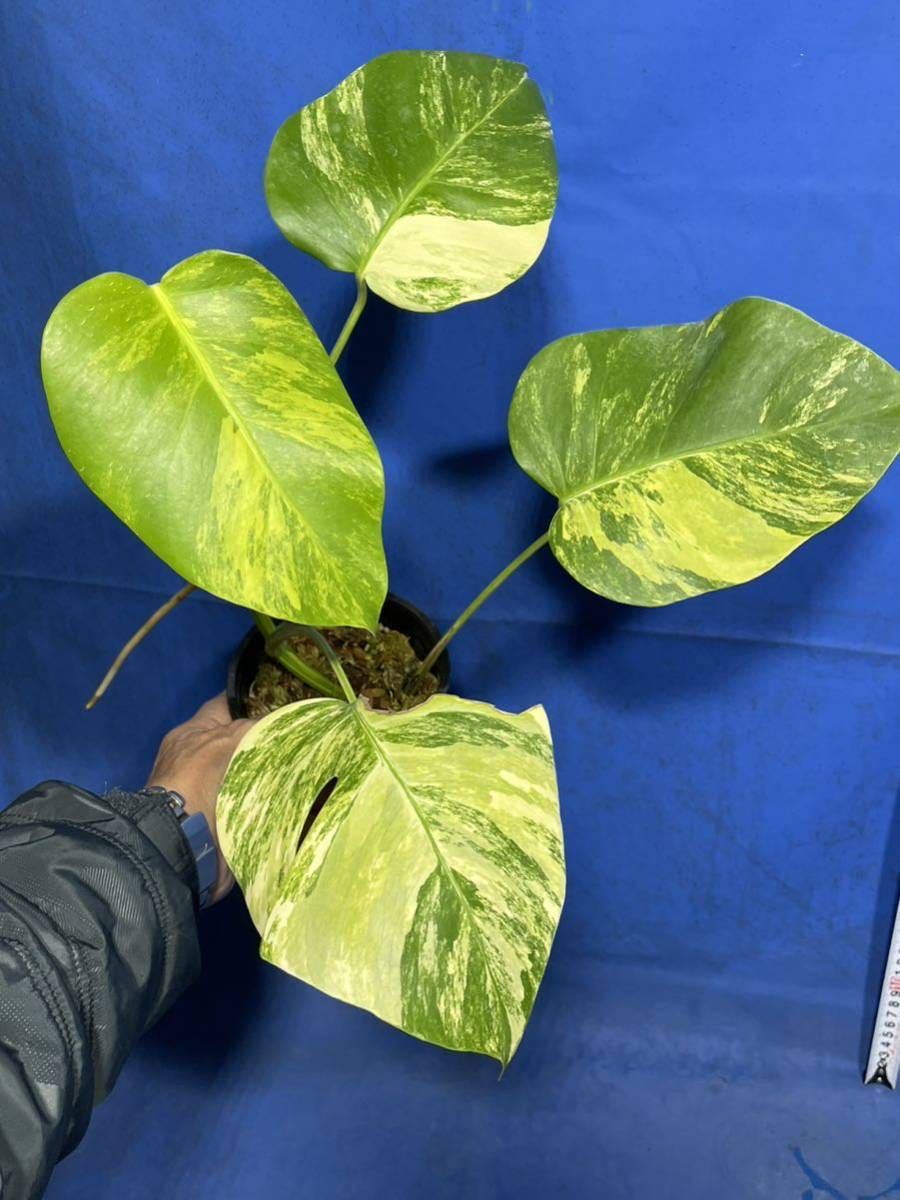 ヤフオク! -「斑入りモンステラ 黄斑」(モンステラ) (観葉植物)の落札 ...