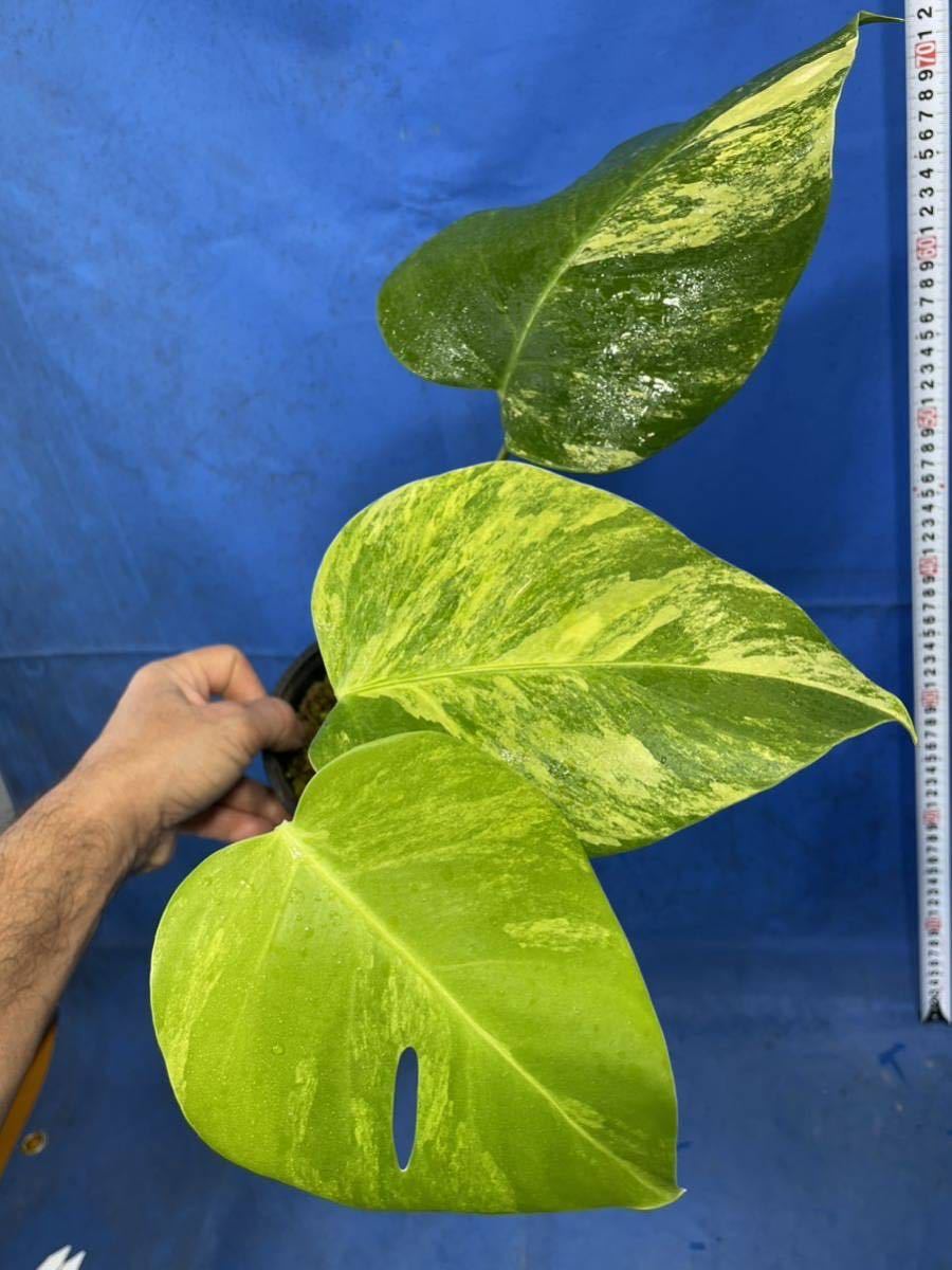 ヤフオク! -「斑入りモンステラ 黄斑」(モンステラ) (観葉植物)の落札 ...