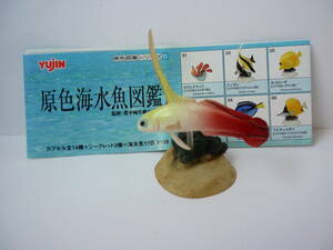 原色海水魚図鑑 ハタタテハゼ フィギュア ユージン YUJIN サカナ 熱帯魚