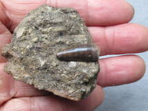 ヘルクリーク累層ワニ類Leidyosuchus歯化石母岩付き_画像3