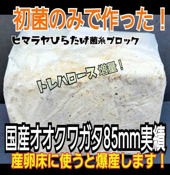 極上!初菌使用☆ヒマラヤひらたけ 菌糸ブロック【5個】トレハロース、ローヤルゼリー強化配合 オオクワガタに抜群 産卵床に使うと爆産