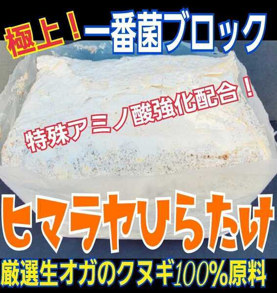 極上!初菌使用☆ヒマラヤひらたけ 菌糸ブロック【7個】トレハロース・ローヤルゼリー強化配合 オオクワガタに抜群 産卵床に使うと爆産