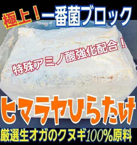 極上!初菌使用 ヒマラヤひらたけ 菌糸ブロック【8個】トレハロース・ローヤルゼリー強化配合 オオクワガタに抜群 産卵床に使うと爆産