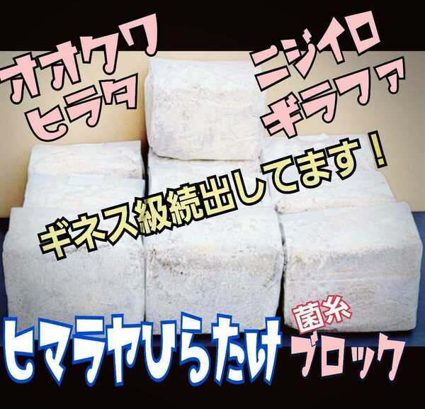 極上！初菌使用☆ヒマラヤひらたけ　菌糸ブロック【2個】トレハロース・ローヤルゼリー強化配合　オオクワガタに抜群☆産卵床に使うと爆産