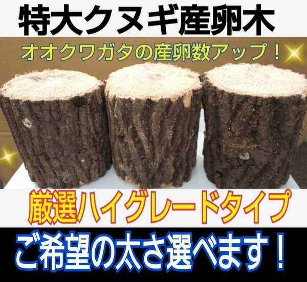 特大サイズ!貴重なクヌギ産卵木【3本】太さ8~14㎝の中から選べます! 長さ13㎝カット 硬めを好むオオクワガタ向きです! 数量限定販売