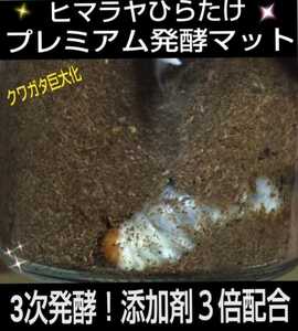  Miyama .... stag beetle larva . inserting only! convenience.! 800ml clear bottle entering premium departure . mat [9ps.@] nutrition addition agent 3 times combination 