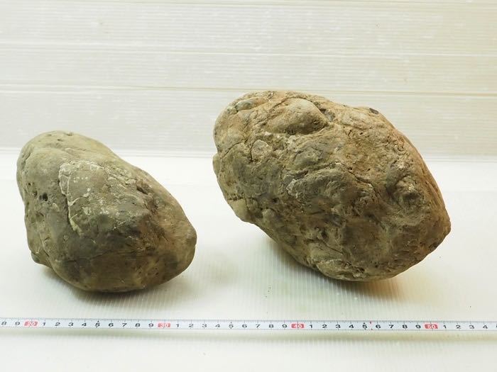 ヤフオク! -「ノジュール 化石」の落札相場・落札価格
