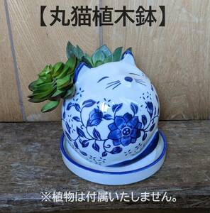 【新入荷】丸猫植木鉢　受け皿付　猫　植木鉢　ねこ　陶器　青花 多肉植物　寄せ植え