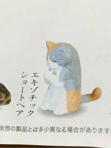 合掌 猫拝 エキゾチックショートヘア ガチャ