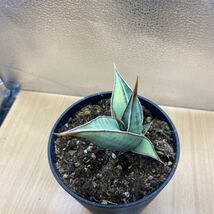 希少種　サンスベリア ピングイキュラ　斑入り Sansevieria pinguicula variegated レアな　サンセベリア　多肉植物 斑入り植物_画像2