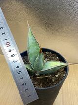 希少種　サンスベリア ピングイキュラ　斑入り Sansevieria pinguicula variegated レアな　サンセベリア　多肉植物 斑入り植物_画像5