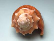 貝の標本 Strombus pugilis worki 68mm.w/o.Brazil._画像5