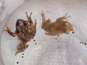 アイフィンガーガエル　雌雄ペア＆今月6日に産卵した卵24個　石垣島産　WD　蛙　カエル