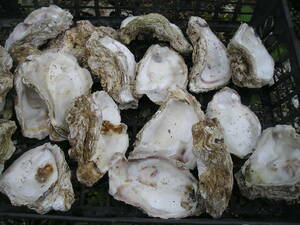 i good . common carp. season natural. Japan sea. rock gaki long-lasting make meat thickness 10K mineral abundance 
