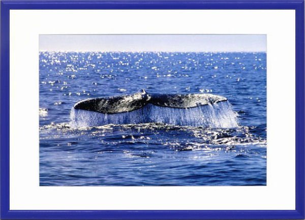 ◎Bob Talbot WhaleTale Reproduktion ★ Tiergemälde [Neu], Kunstwerk, Malerei, Andere