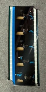 35mmフィルムコマ 伊之助 26. 第三話 C59 　 映画 鬼滅の刃 上弦集結、そして刀鍛冶の里へ 　入場者特典　フィルム　