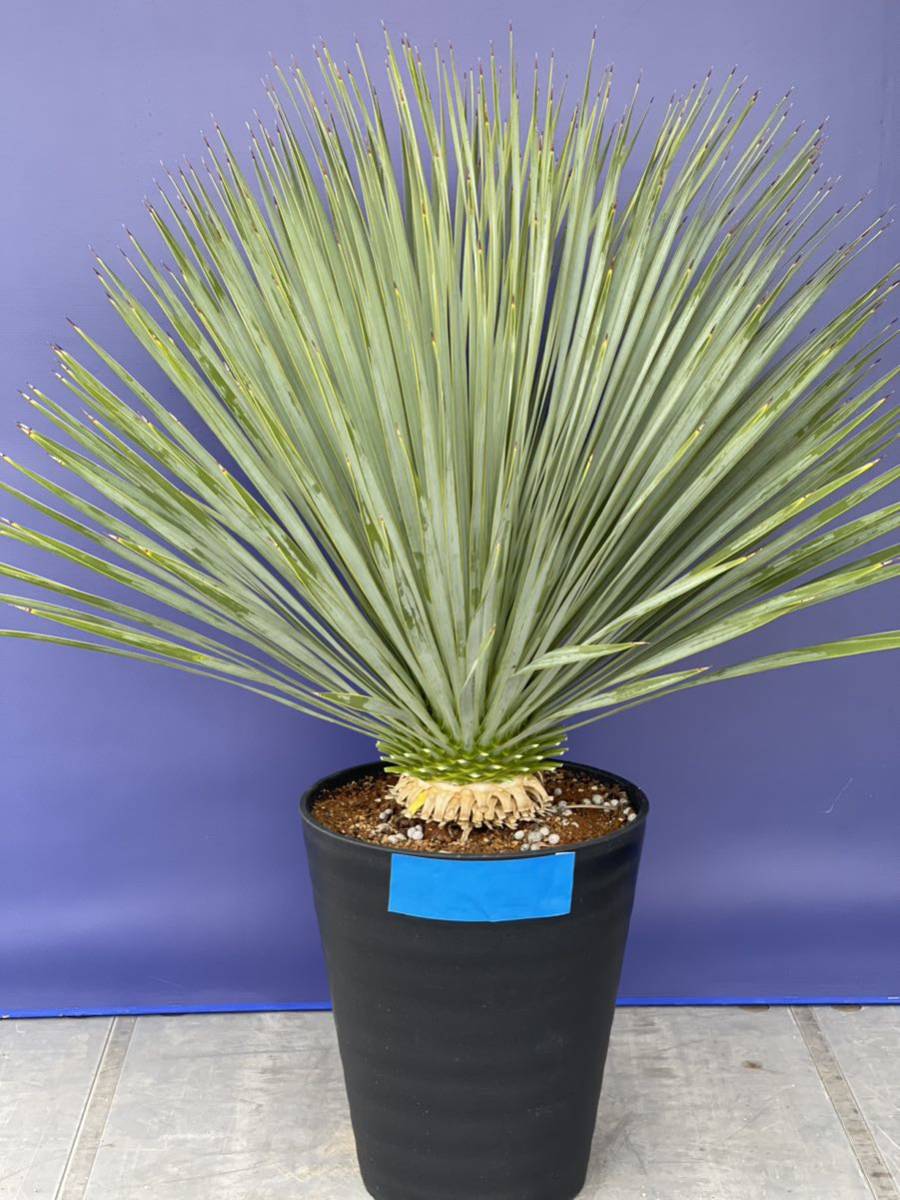 ヤフオク! -「yucca rostrata」(観葉植物) の落札相場・落札価格
