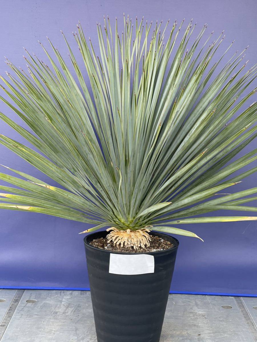 ヤフオク! -「yucca rostrata」(観葉植物) の落札相場・落札価格