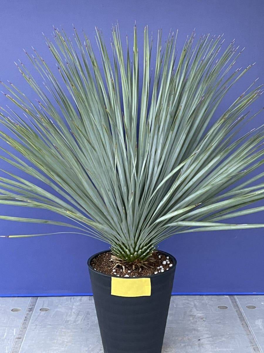 ヤフオク! -「yucca rostrata」(観葉植物) の落札相場・落札価格