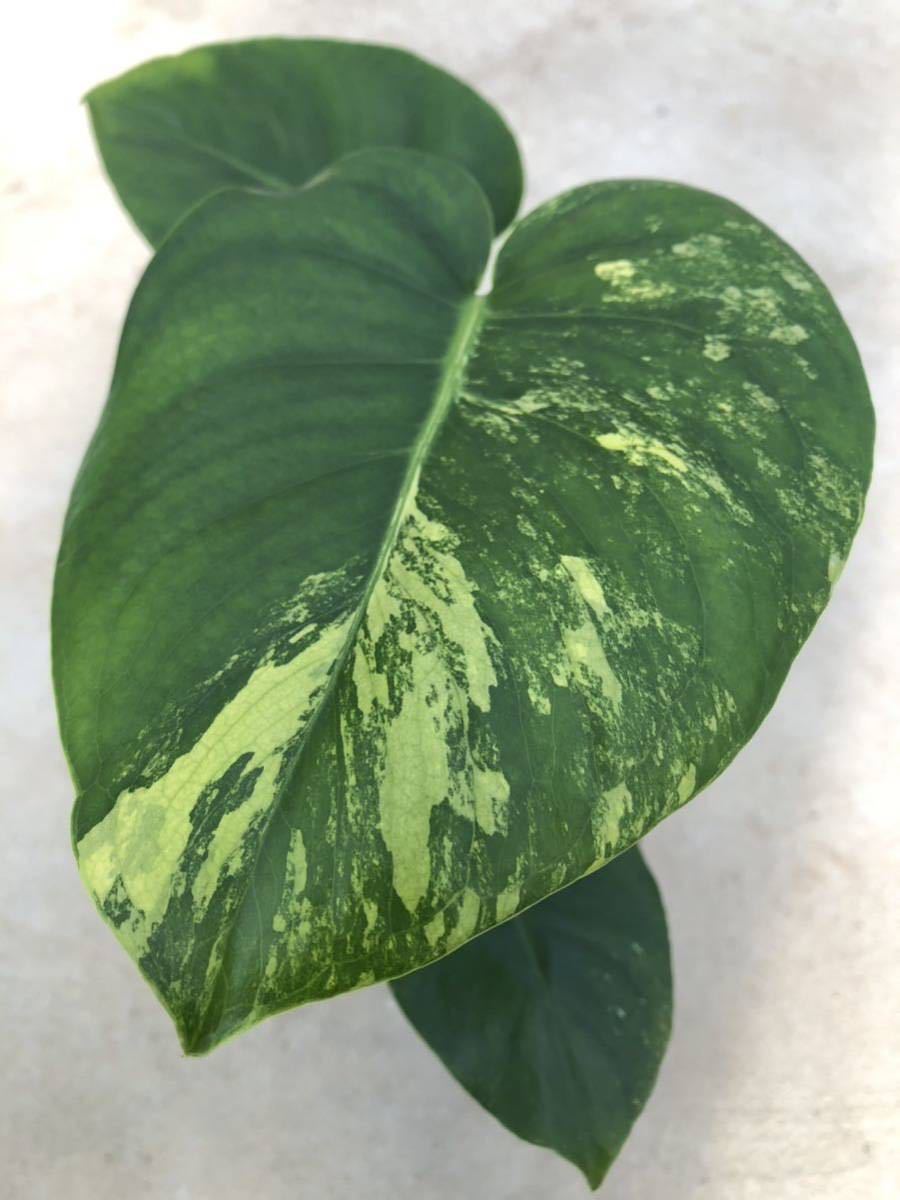 ヤフオク! -「斑入りモンステラ 黄斑」(モンステラ) (観葉植物)の落札 ...