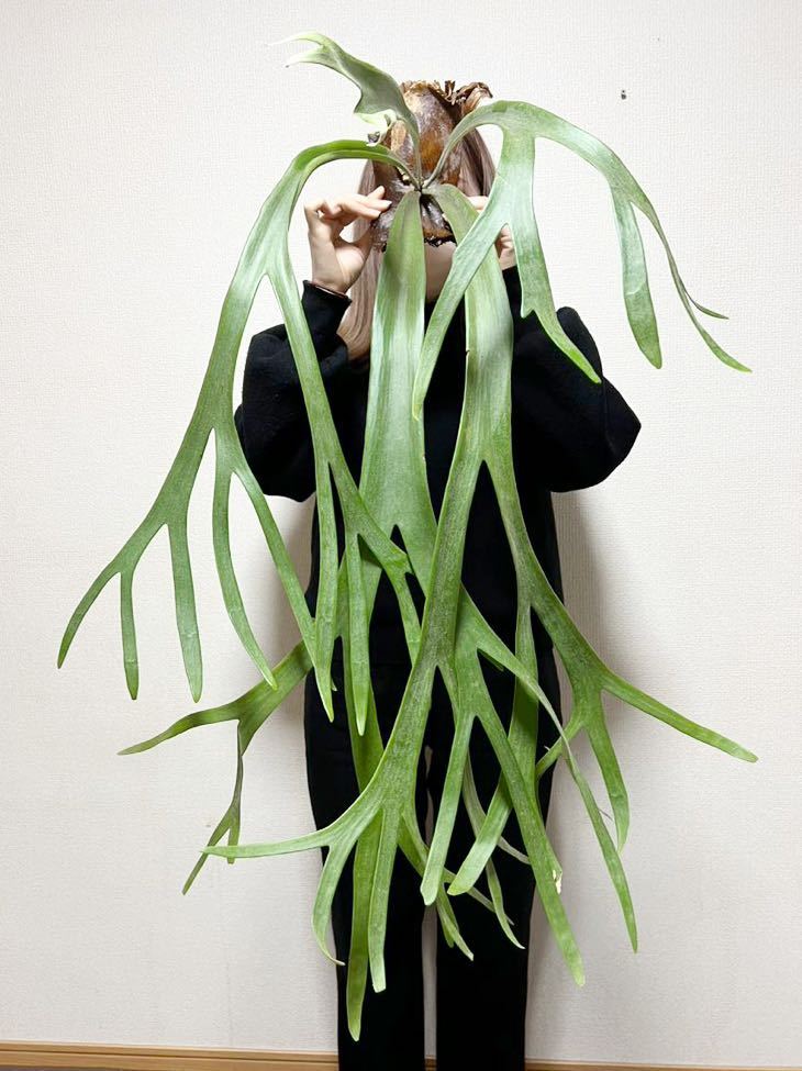 ビカクシダ 植物☆大株☆プラティケリウム ウィリンキー☆麋角羊歯☆龍