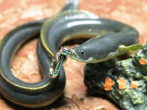 ★お魚携帯ストラップ　鰻ウナギ　御守ストラップ・うなぎのぼり～願掛けアクセサリー　